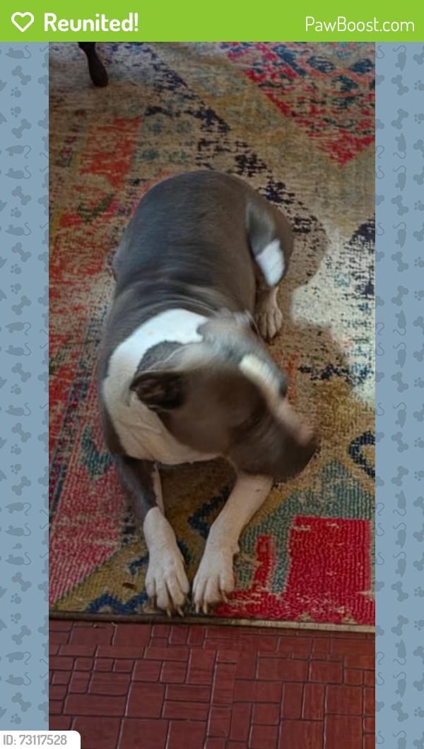 Reunited Male Dog last seen Sw 84 and miller, Oklahoma City, OK 73159