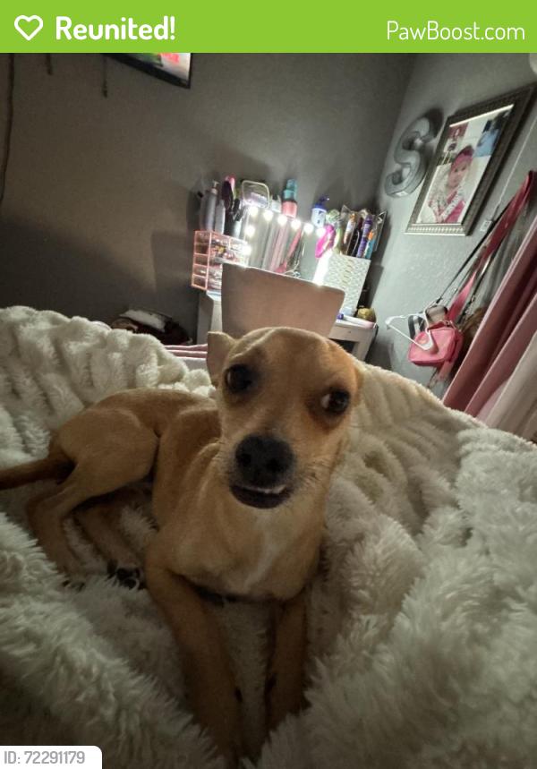 Reunited Male Dog last seen Kenwood Ave, Fort Worth, TX 76116, USA, Fort Worth, TX 76116
