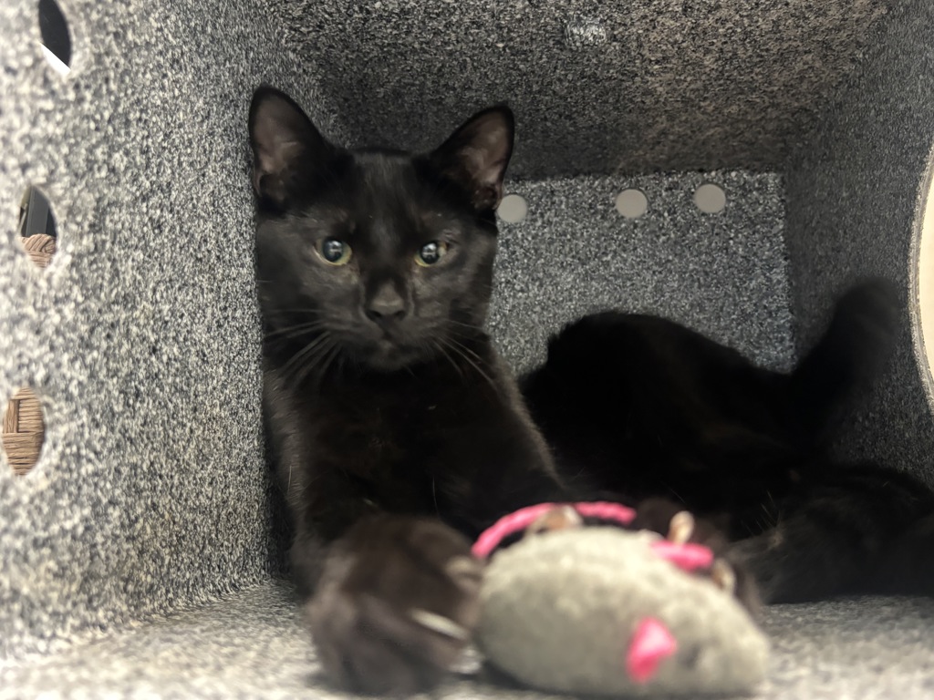 Shelter Stray Male Cat last seen client left apartment, BRONX, NY, 10459, 326 E 110th St, New York, NY 10029, USA