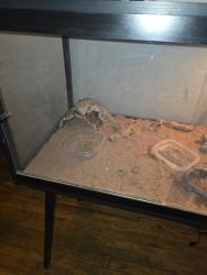 Shelter Stray Unknown Reptile last seen Apt 2D, BRONX, NY, 10466, 326 E 110th St, New York, NY 10029, USA