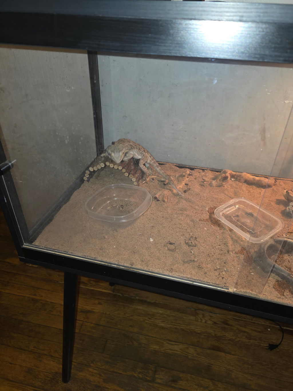 Shelter Stray Unknown Reptile last seen Apt 2D, BRONX, NY, 10466, 326 E 110th St, New York, NY 10029, USA