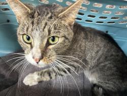 Shelter Stray Male Cat last seen 125th Amsterdam, NEW YORK, NY, 10027, 326 E 110th St, New York, NY 10029, USA
