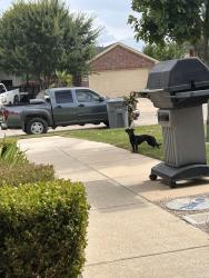 Found/Stray Female Dog last seen Cedar post ct Dallas Tx 75227, Dallas, TX 75227