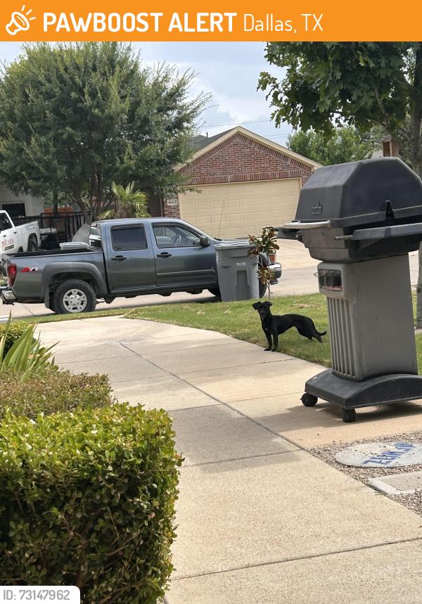 Found/Stray Female Dog last seen Cedar post ct Dallas Tx 75227, Dallas, TX 75227