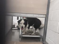 Shelter Stray Male Dog last seen Near S 4460 W, Kearns Township, UT, 84118, 511 W 3900 S, Salt Lake City, UT 84123, USA