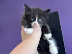 Shelter Stray Male Cat last seen Near E Del Rio Street, SALT LAKE CITY, UT, 84117, 511 W 3900 S, Salt Lake City, UT 84123, USA