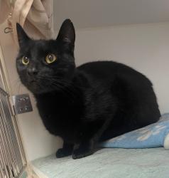Shelter Stray Male Cat last seen Near Conrad Avenue, San Diego, CA, 92117, 5500 Gaines St, San Diego, CA 92110, USA