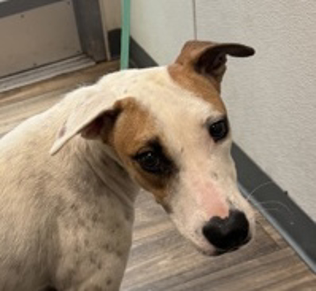 Shelter Stray Male Dog last seen Near University Avenue, San Diego, CA, 92104, 5500 Gaines St, San Diego, CA 92110, USA