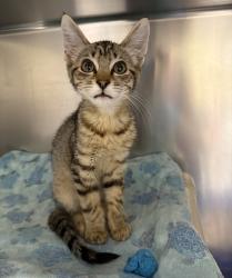 Shelter Stray Male Cat last seen Canyon Ct., OR, 1700 W Historic Columbia River Hwy, Troutdale, OR 97060, USA