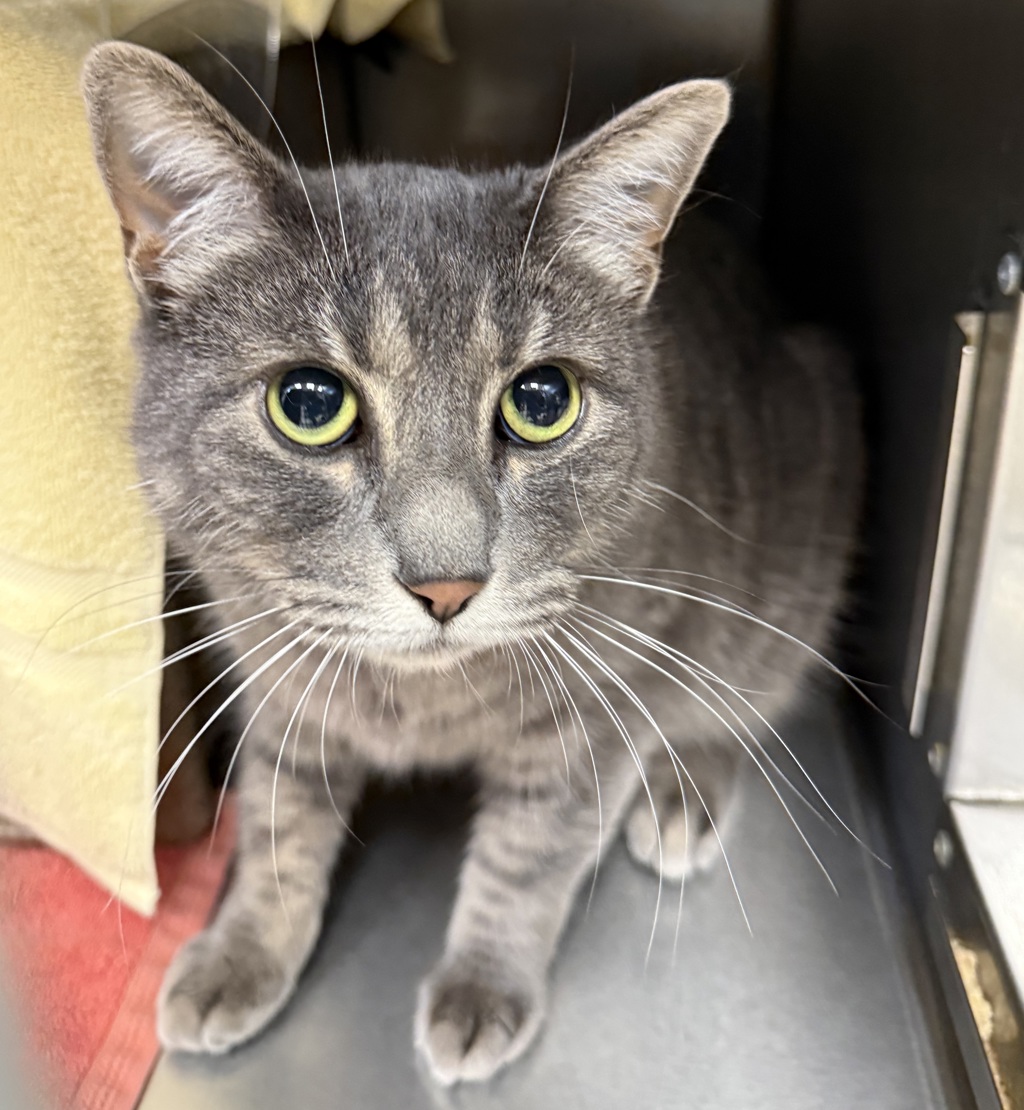 Shelter Stray Female Cat last seen NW, OR, 1700 W Historic Columbia River Hwy, Troutdale, OR 97060, USA