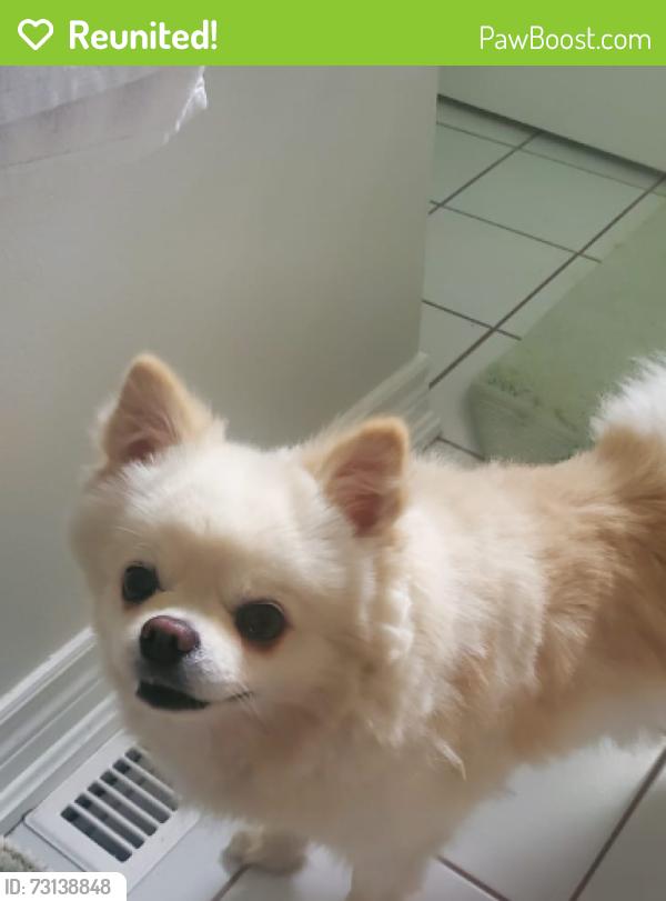 Reunited Male Dog last seen Near Marisa court, Mississauga, ON L5K 2P5