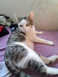 Lost Male Cat last seen Major, Henderson, NV 89015