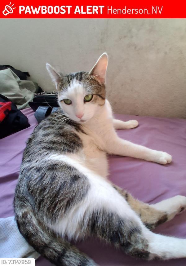 Lost Male Cat last seen Major, Henderson, NV 89015