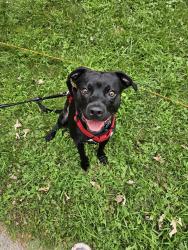Reunited Male Dog last seen Near Seneca Ave, Des Moines, IA 50310