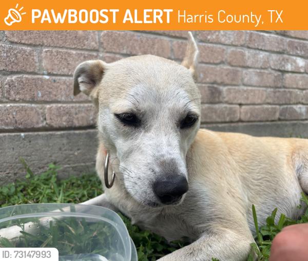 Found/Stray Female Dog last seen Powderhorn ln, katy tx 77493, Harris County, TX 77493