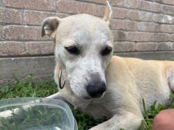 Found/Stray Female Dog last seen Powderhorn ln, katy tx 77493, Harris County, TX 77493