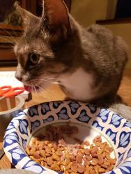 Lost Unknown Cat last seen Crestview Rd and Prospect Pl, Vista, CA 92081