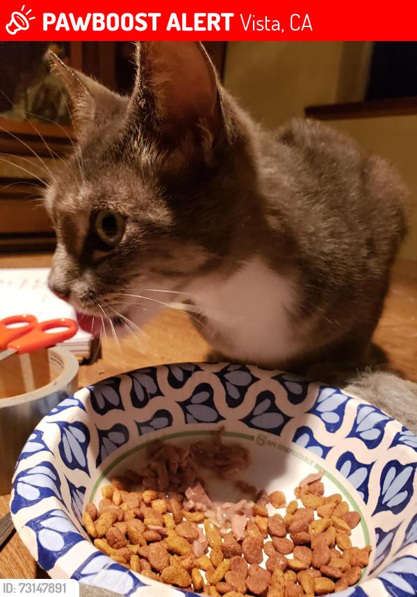 Lost Unknown Cat last seen Crestview Rd and Prospect Pl, Vista, CA 92081
