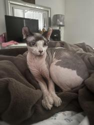 Lost Female Cat last seen Cornell and Overlook, Hillsboro, OR 97124