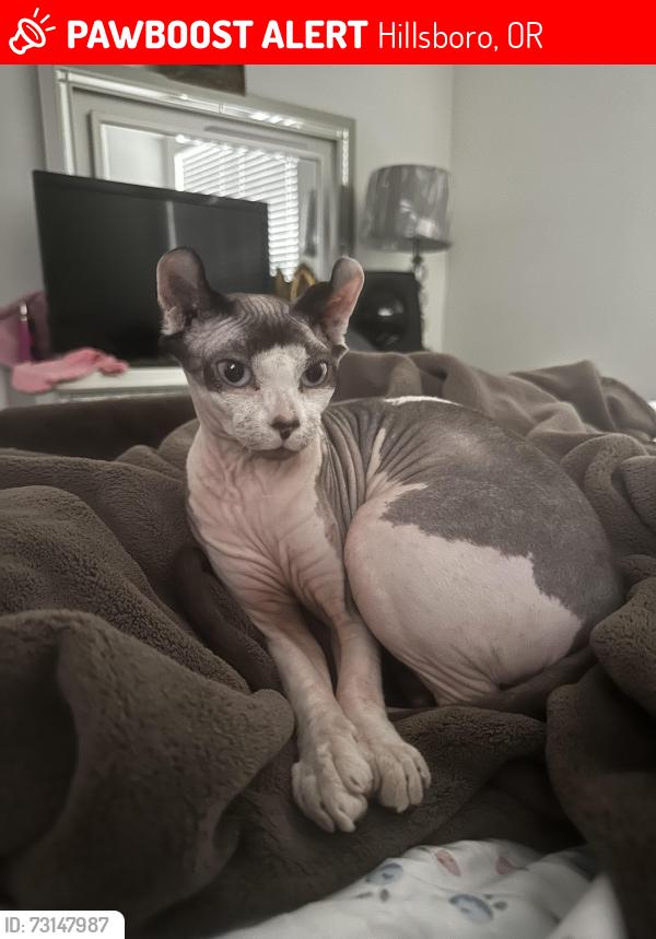 Lost Female Cat last seen Cornell and Overlook, Hillsboro, OR 97124