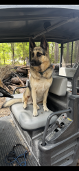 Lost Female Dog last seen Indigo lakes ests, Montgomery County, TX 77355