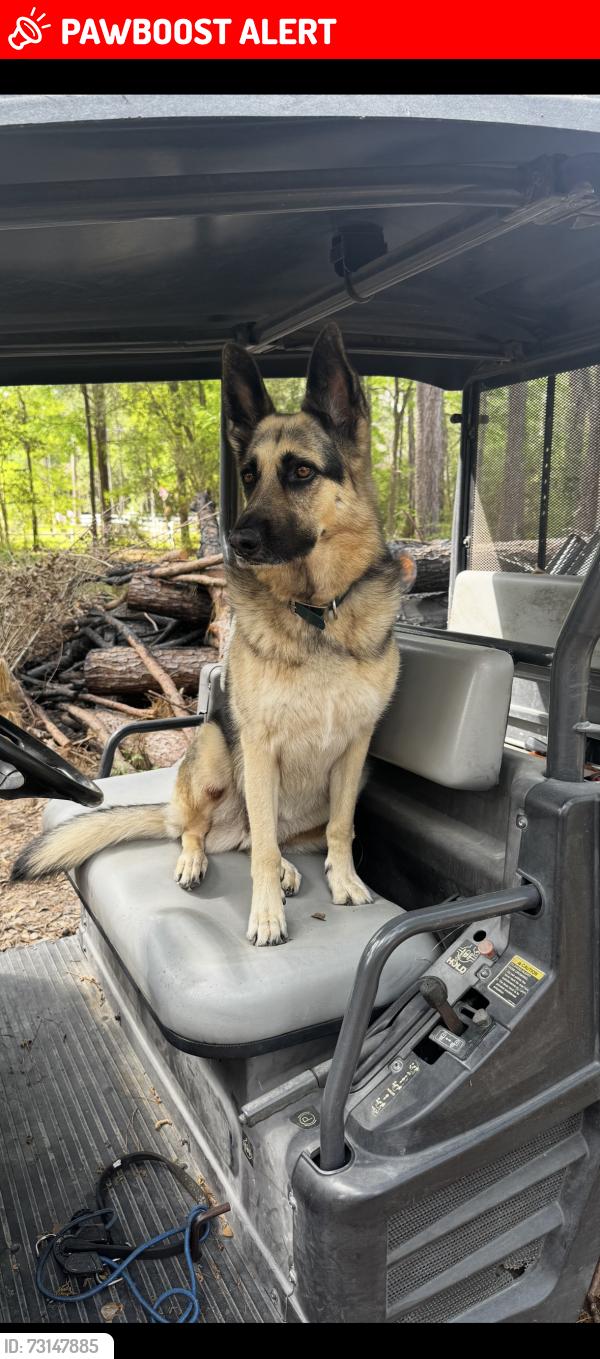 Lost Female Dog last seen Indigo lakes ests, Montgomery County, TX 77355