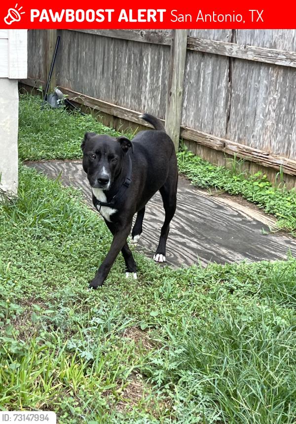 Lost Unknown Dog last seen Carlsbad rio 78233, San Antonio, TX 78233