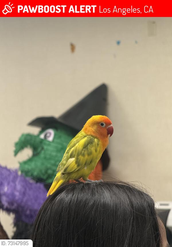 Lost Male Bird last seen 78th st and San Pedro, Los Angeles, CA 90003