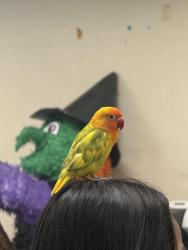 Lost Male Bird last seen 78th st and San Pedro, Los Angeles, CA 90003