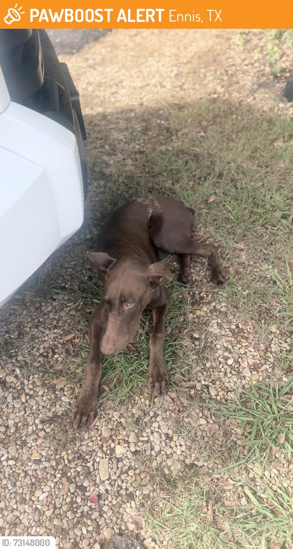 Found/Stray Female Dog last seen FM85, Ennis, TX 75119