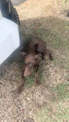 Found/Stray Female Dog last seen FM85, Ennis, TX 75119