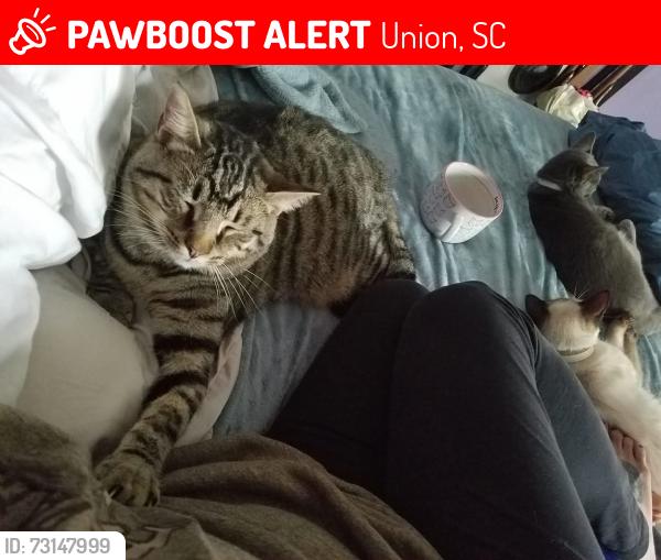 Lost Male Cat last seen Short Ave, Union, SC 29379