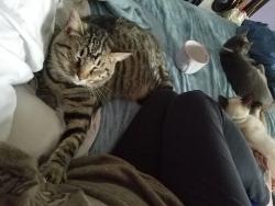 Lost Male Cat last seen Short Ave, Union, SC 29379