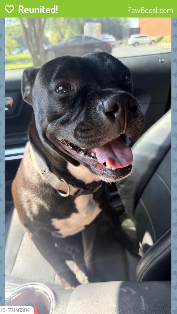 Reunited Female Dog last seen Boger St and Statesville Ave, Mooresville, NC 28115
