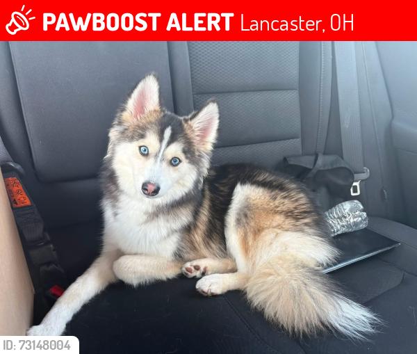 Lost Male Dog last seen Madison & Mulberry streets, Lancaster, OH 43130