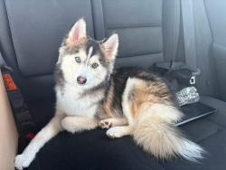 Lost Male Dog last seen Madison & Mulberry streets, Lancaster, OH 43130