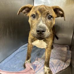 Shelter Stray Female Dog last seen , 4500 N Access Rd, Chattanooga, TN 37415, USA