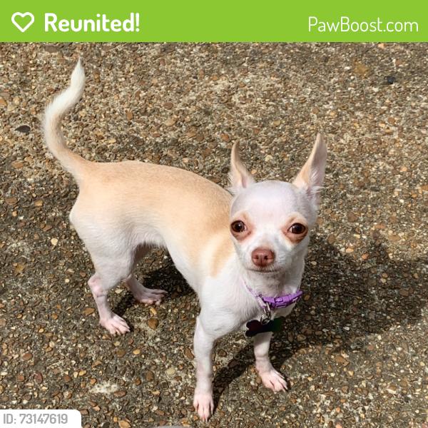 Reunited Female Dog last seen Near Cheston Ave, Memphis, TN 38118, USA, Memphis, TN 38118