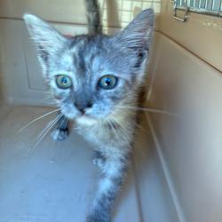 Shelter Stray Female Cat last seen , 4500 N Access Rd, Chattanooga, TN 37415, USA