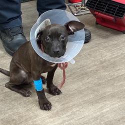 Shelter Stray Female Dog last seen , 361 S Raymond Ave, Pasadena, CA 91105, USA