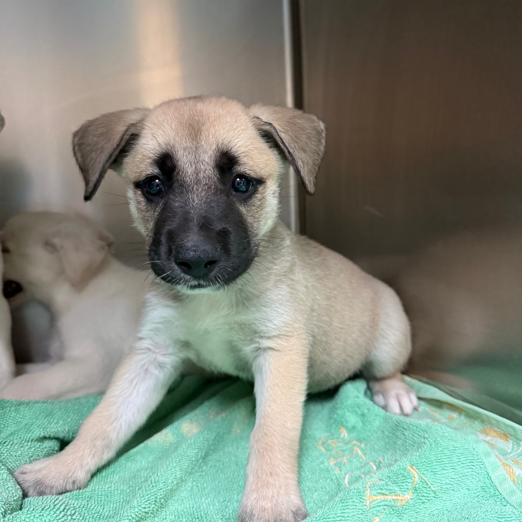 Shelter Stray Female Dog last seen , 361 S Raymond Ave, Pasadena, CA 91105, USA