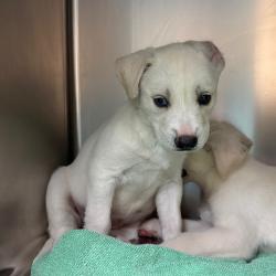 Shelter Stray Female Dog last seen , 361 S Raymond Ave, Pasadena, CA 91105, USA