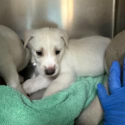 Shelter Stray Female Dog last seen , 361 S Raymond Ave, Pasadena, CA 91105, USA