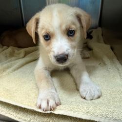 Shelter Stray Female Dog last seen , 361 S Raymond Ave, Pasadena, CA 91105, USA