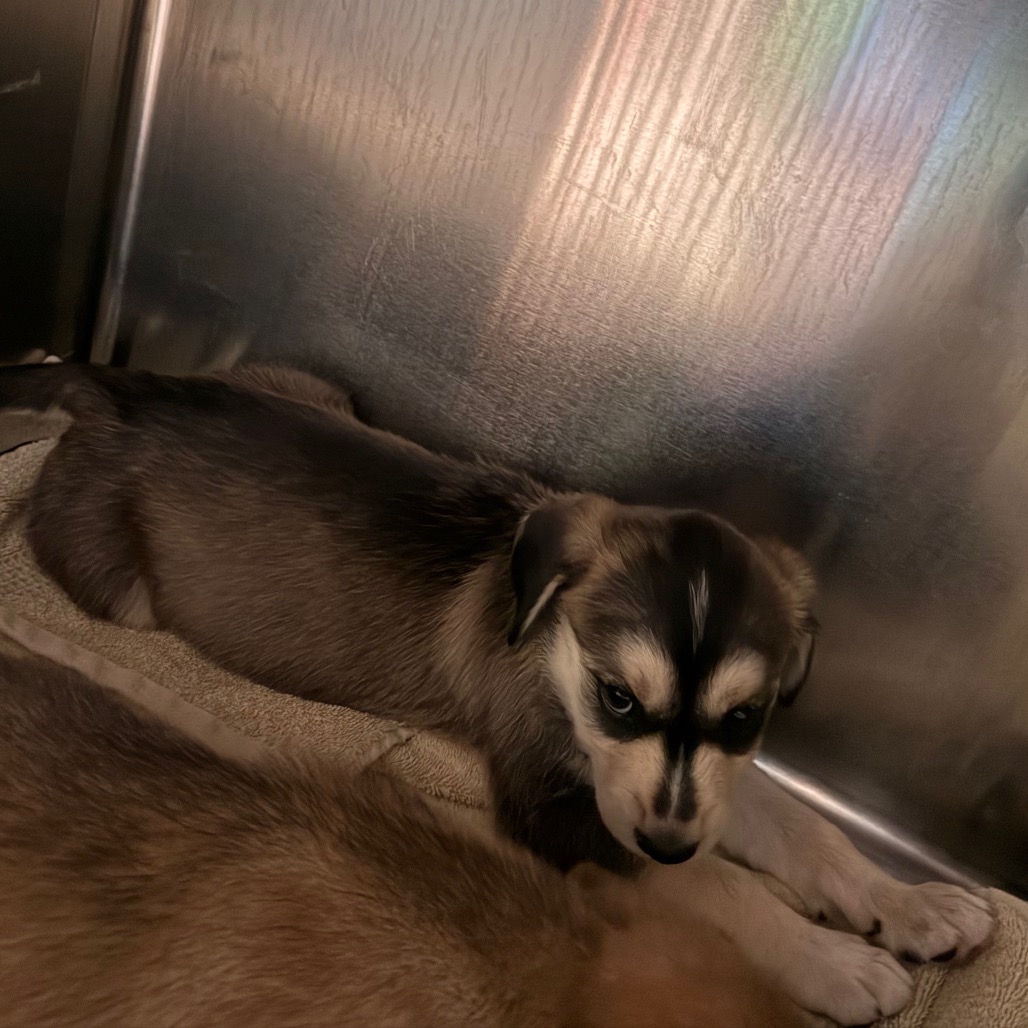 Shelter Stray Male Dog last seen , 361 S Raymond Ave, Pasadena, CA 91105, USA