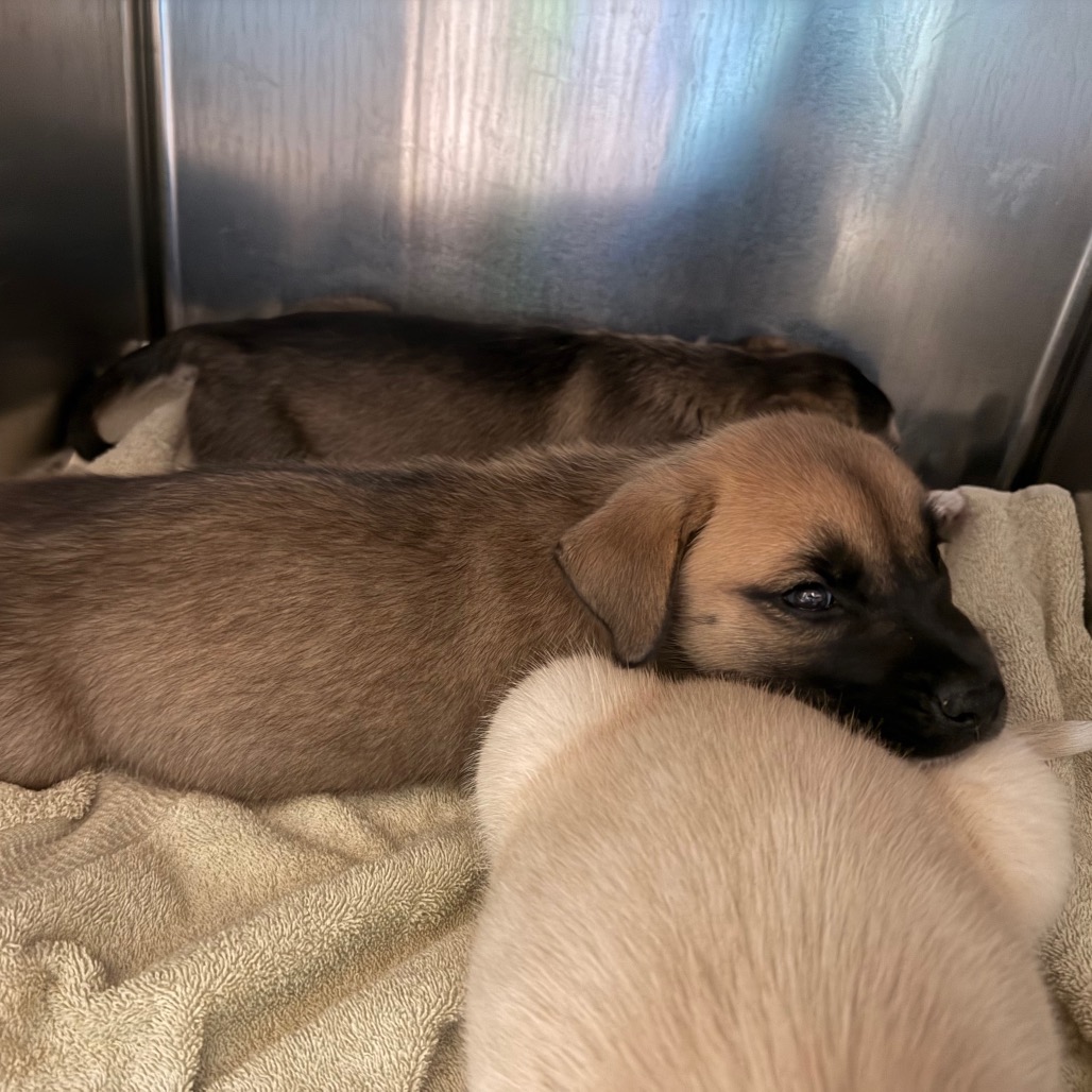 Shelter Stray Female Dog last seen , 361 S Raymond Ave, Pasadena, CA 91105, USA