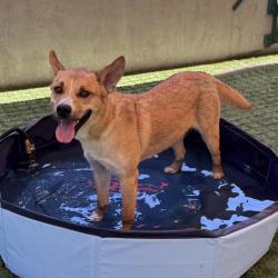 Shelter Stray Male Dog last seen , 361 S Raymond Ave, Pasadena, CA 91105, USA