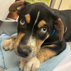 Shelter Stray Male Dog last seen , 2350 Appling City Cove, Memphis, TN 38133, USA