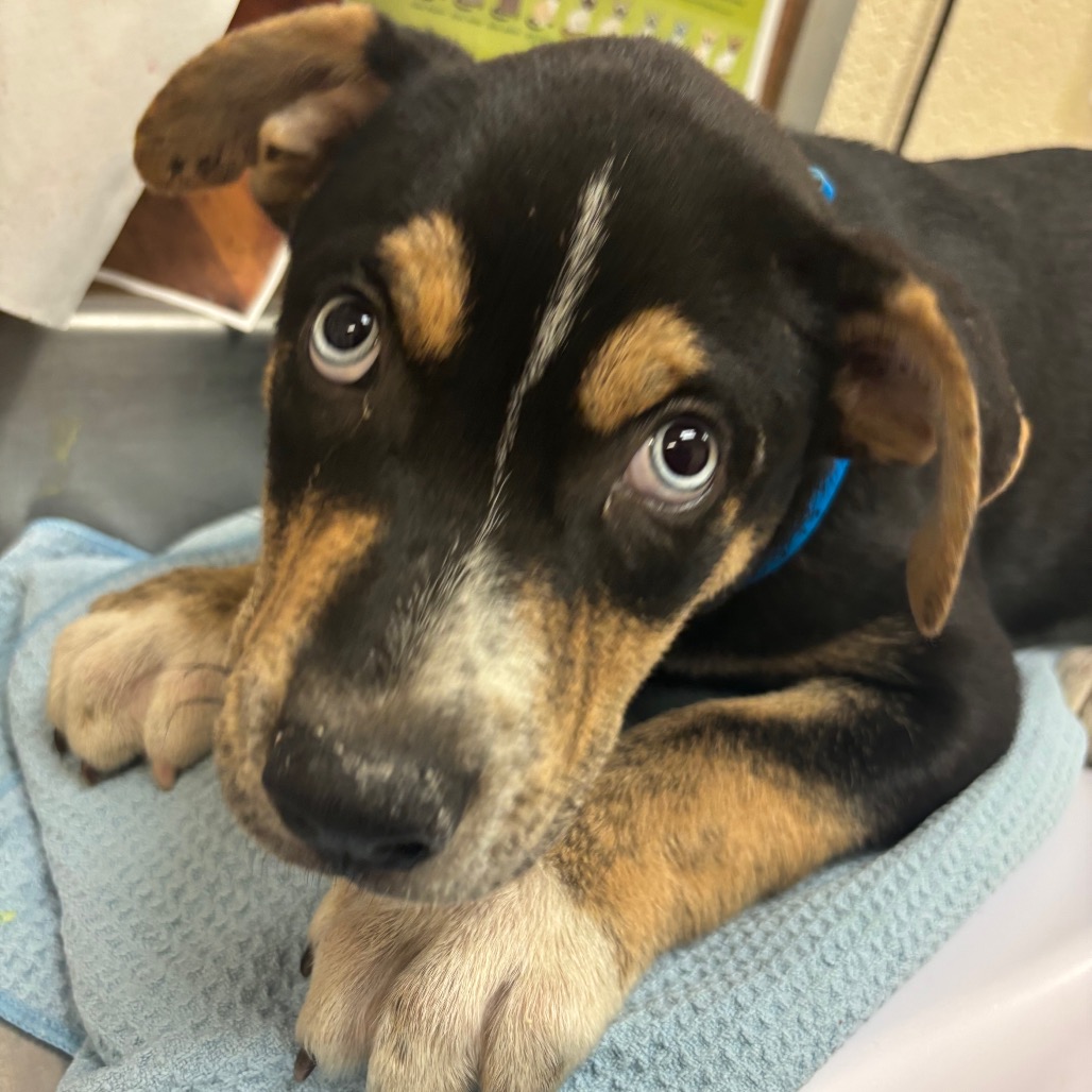Shelter Stray Male Dog last seen , 2350 Appling City Cove, Memphis, TN 38133, USA