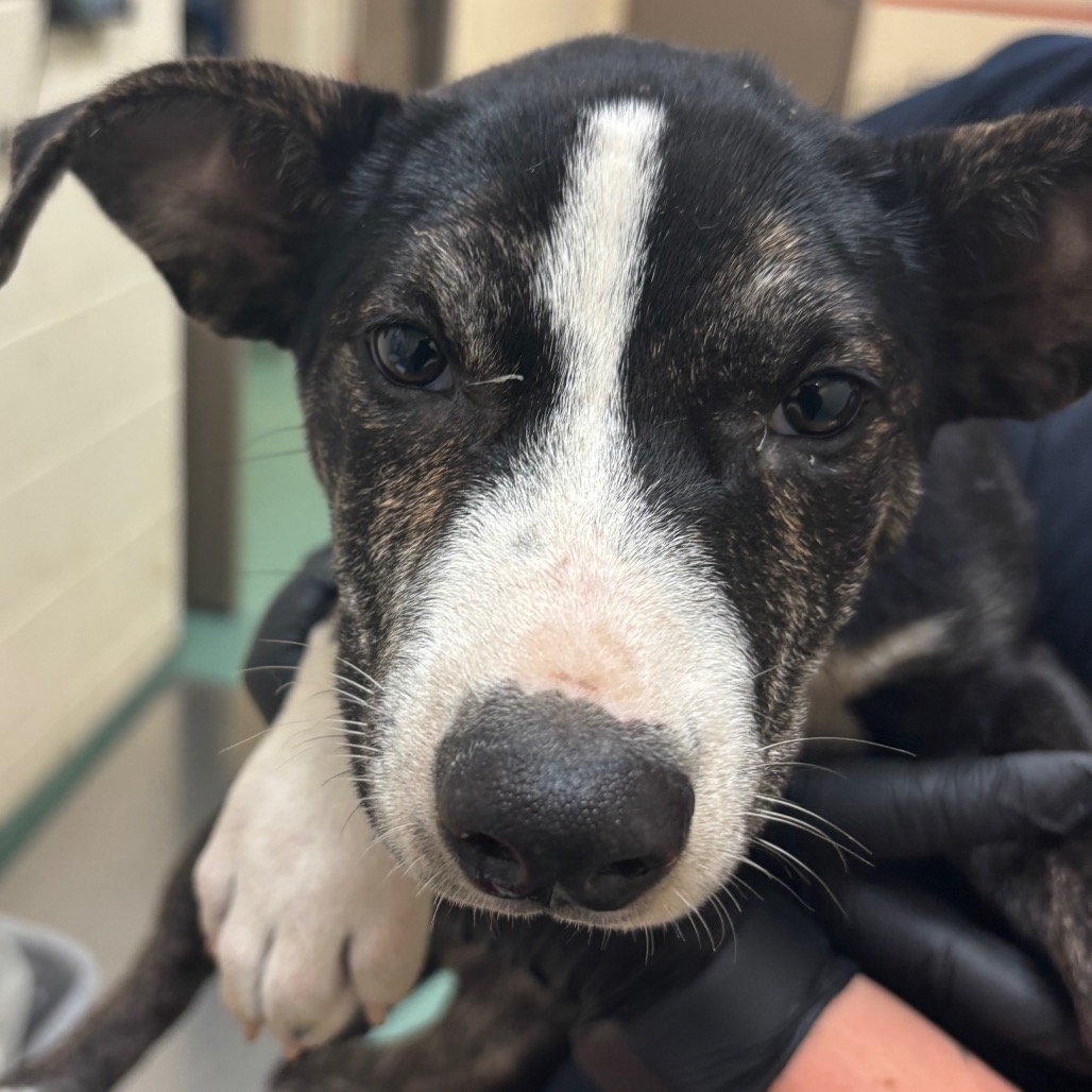 Shelter Stray Female Dog last seen , 2350 Appling City Cove, Memphis, TN 38133, USA